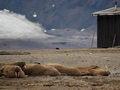 Choć nie pojawiają się regularnie wzdłuż wybrzeża Spitsbergenu, morsy można spotkać w kilku miejscach praktycznie za każdym razem – mają swoje ulubione plaże, na których odpoczywają w ogromnych stadach, które nie tylko widać z daleka, ale także czuć – nic dziwnego, skoro jeden mors spożywa do 50 kilogramów mięczaków dziennie!
Fot. Liliana Keslinka-Nawrot
